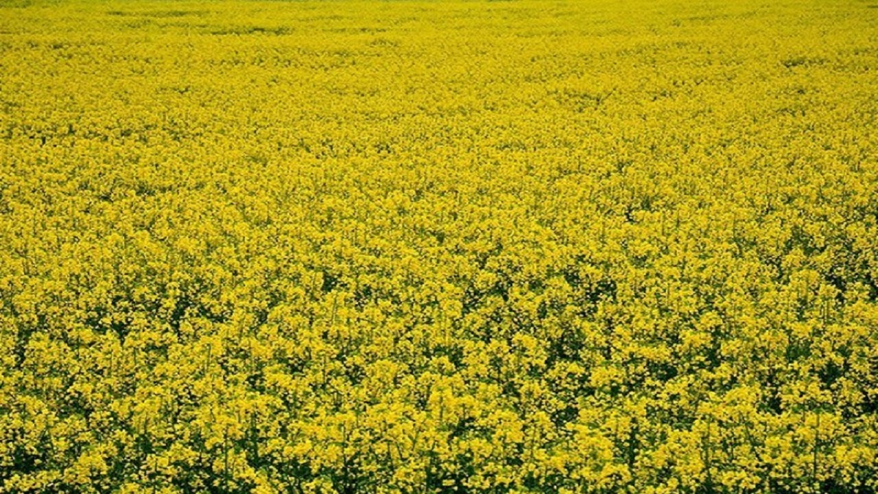 پیش بینی برداشت ۷۲۰ تن محصول کلزا از مزارع شهرستان میاندوآب
