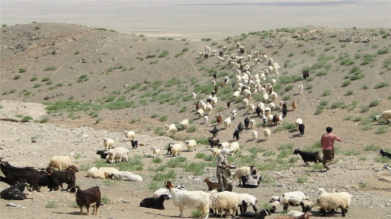 ۱۱۹ هزار رأس دام عشایر استان سمنان بیمه شدند
