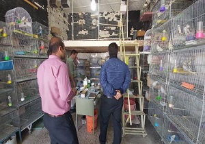 مراکز خرید و فروش پرندگان و حیوانات در ایذه پایش شدند