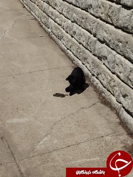 دوستی عجیب مار با گربه!