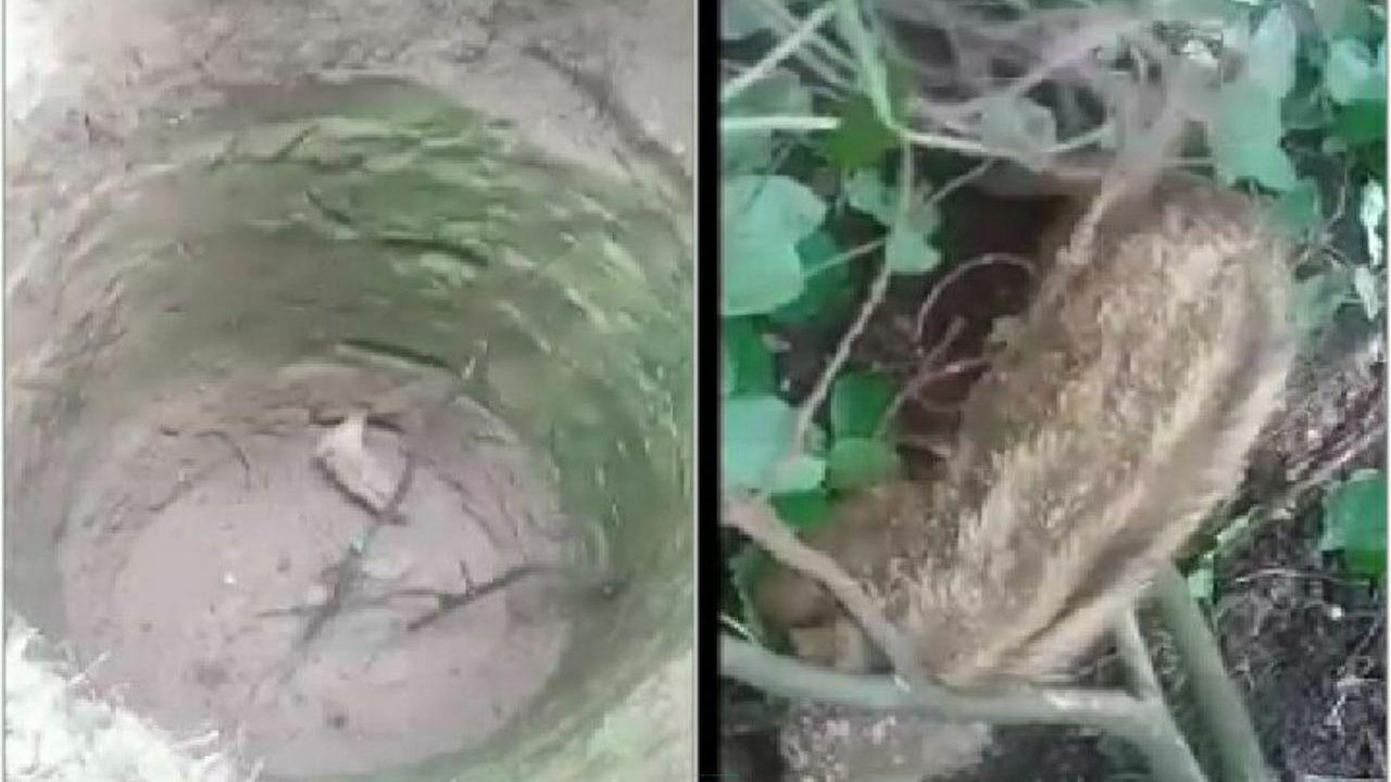 نجات یک راس خوک وحشی از چاه