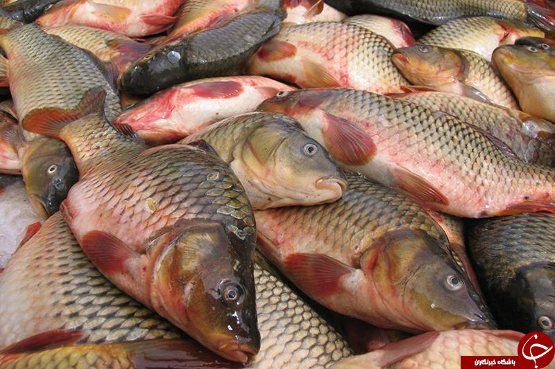 پرورش ماهی&zwnj;های گرمابی، سردآبی و زینتی در استانی با آب و هوایی متنوع