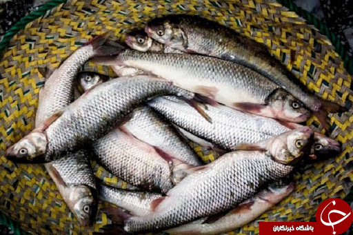 پرورش ماهی&zwnj;های گرمابی، سردآبی و زینتی در استانی با آب و هوایی متنوع