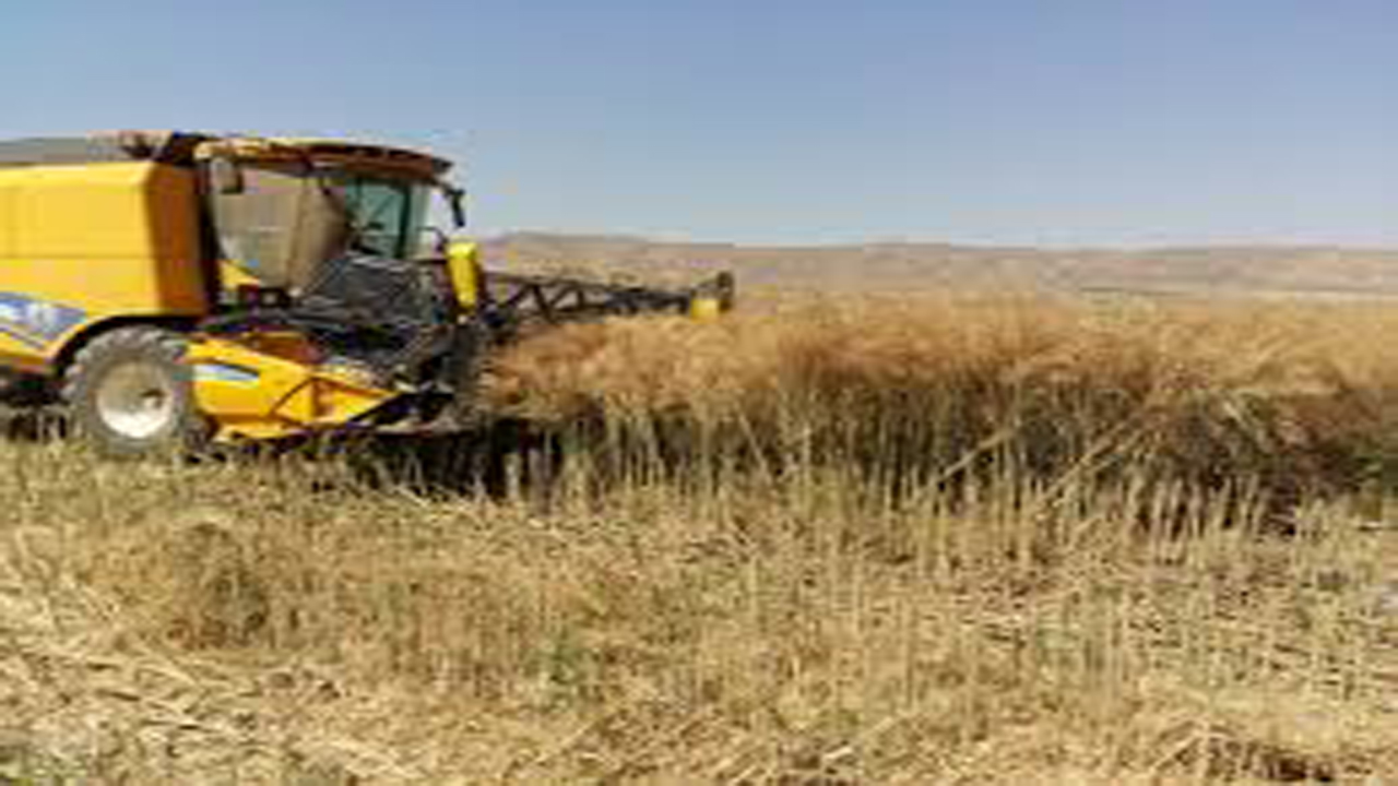 برداشت گندم در بنارویه