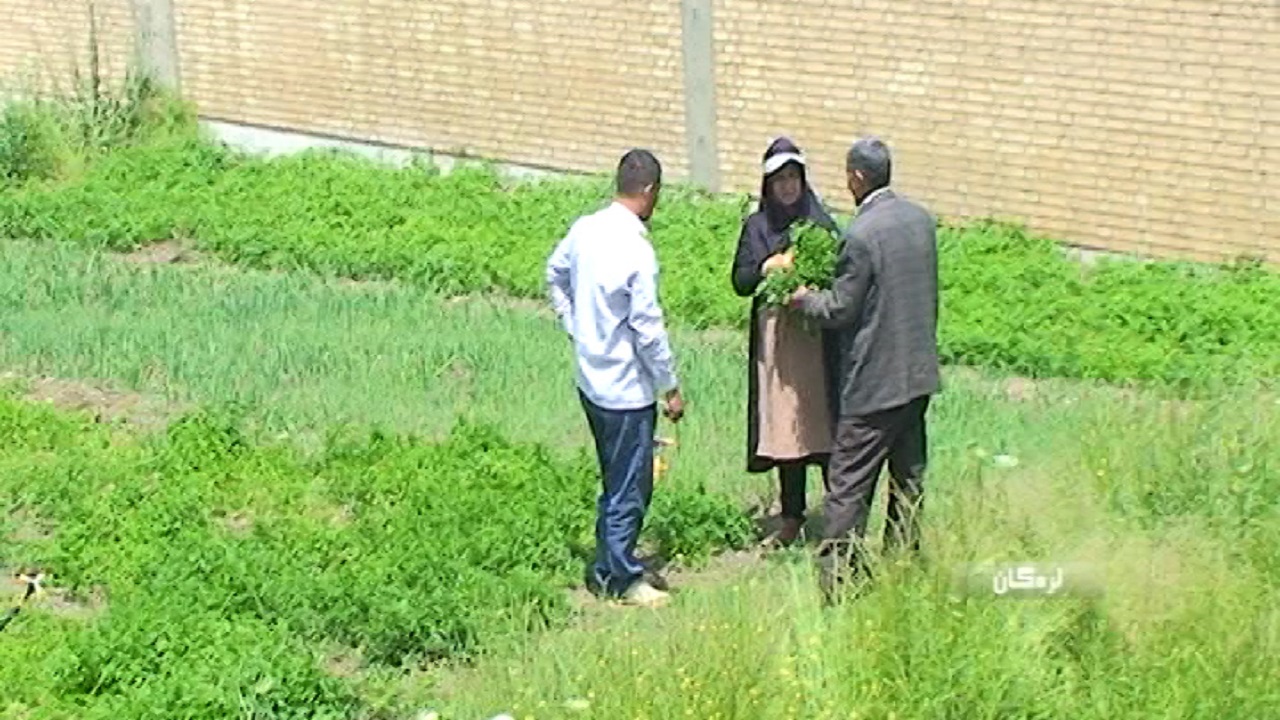 کشت سبزی در حیاط مدرسه در لردگان