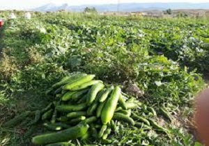 برداشت خیار محلی از شهرستان طبس
