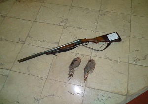 دستگیری شکارچی کبک در سقز