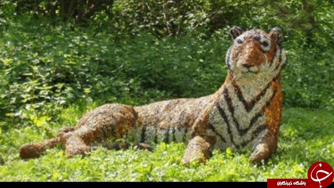 ببری که دهها پلیس را سرکار گذاشت!///