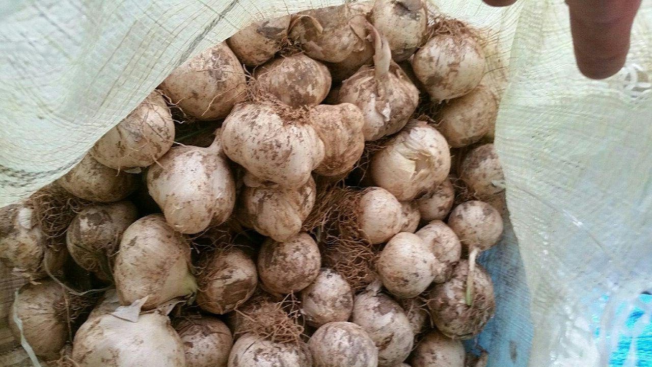 دستگیری دو قاچاقچی و کشف پرموسیر قاچاق در کوهرنگ