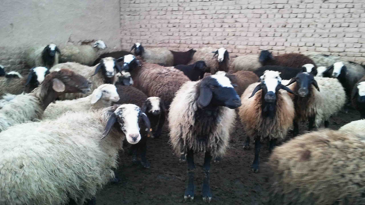پرورش ۶۰۰ رأس گوسفند و گوساله در هفشجان