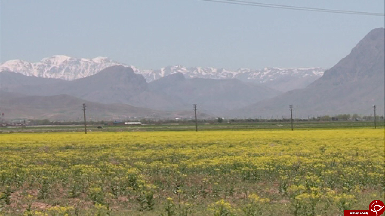 مزارع زیبای کلزا در چهارمحال و بختیاری + تصاویر