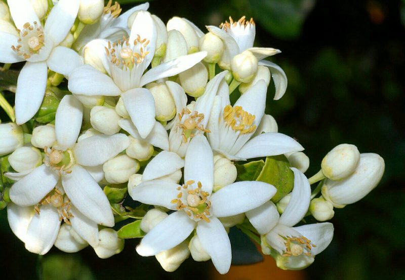 بوی عطرخوش بهارنارنج در نارنجستان&zwnj;های فارس