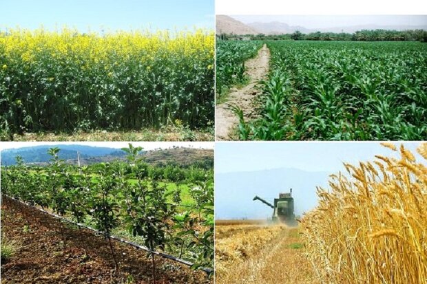 ۲بیماری که مزارع کشاورزی را تهدید می کند