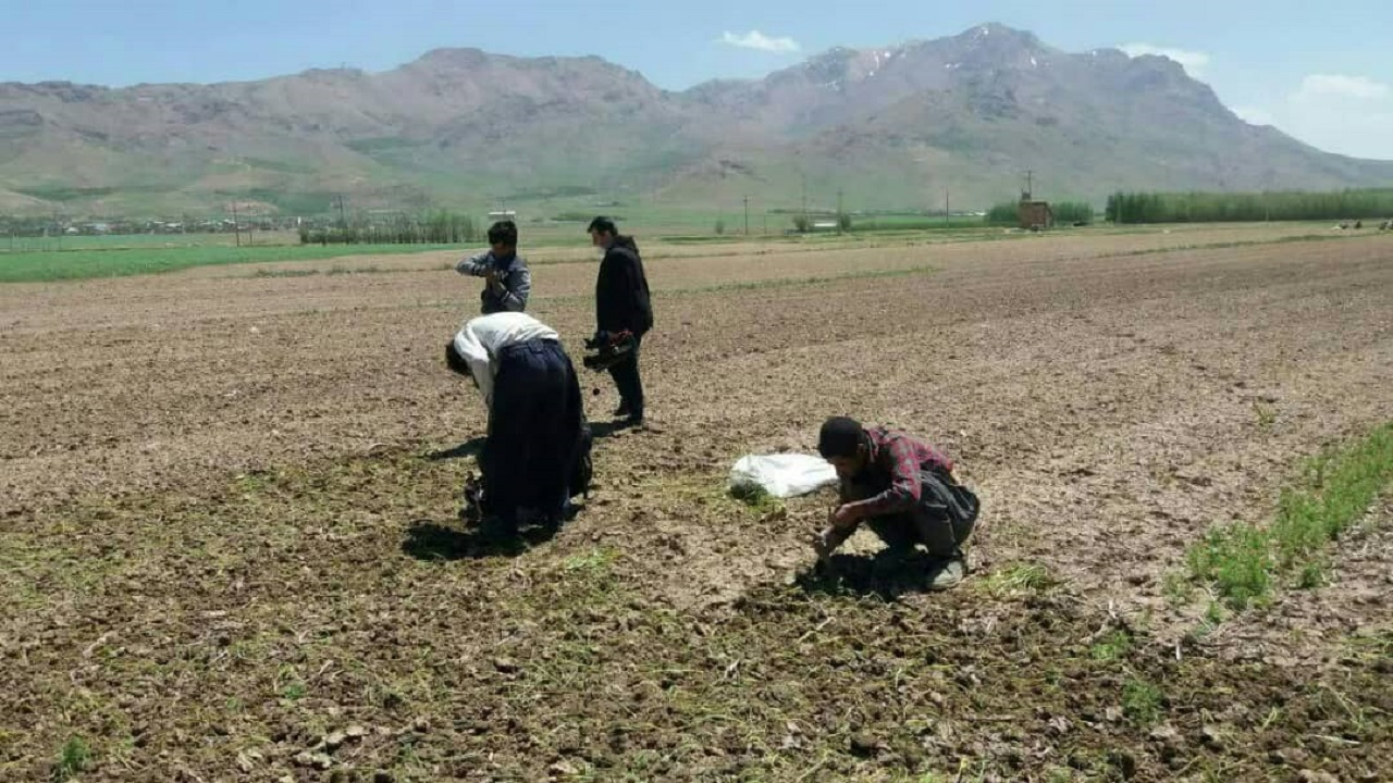 اختصاص ۱۴۰ هکتار از اراضی کشاورزی فارسان به کشت پیاز