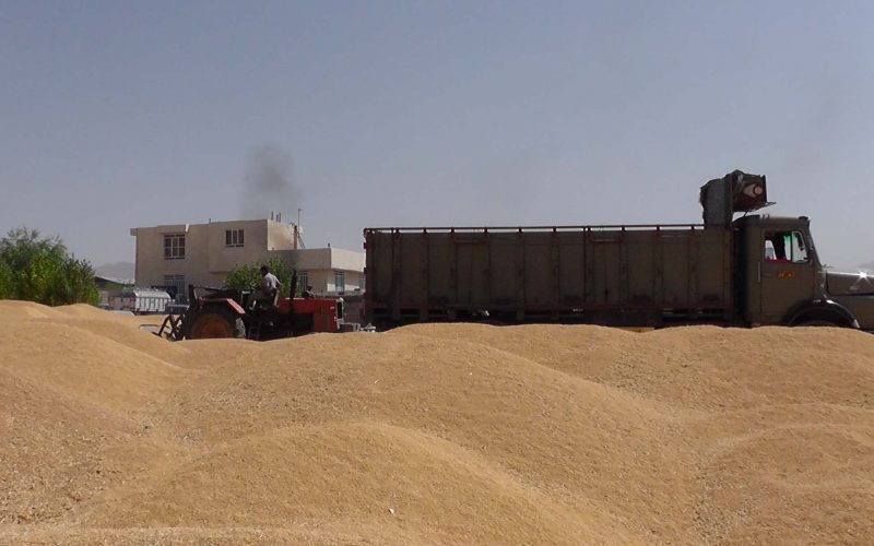 ۸۰ درصد مطالبات گندم کاران ایلامی پرداخت شده است