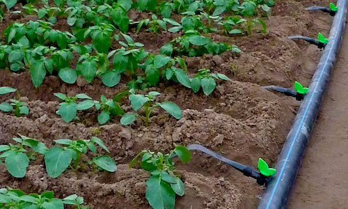 با اجرای طرح آبیاری قطره‌ای مصرف آب فرودگاه تبریز ۶۰ درصد کاهش یافت