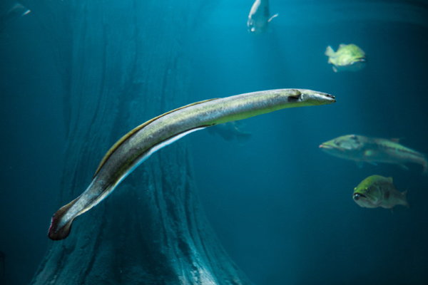 این ماهی&zwnj;ها روی خشکی هم زنده می&zwnj;مانند! + تصاویر