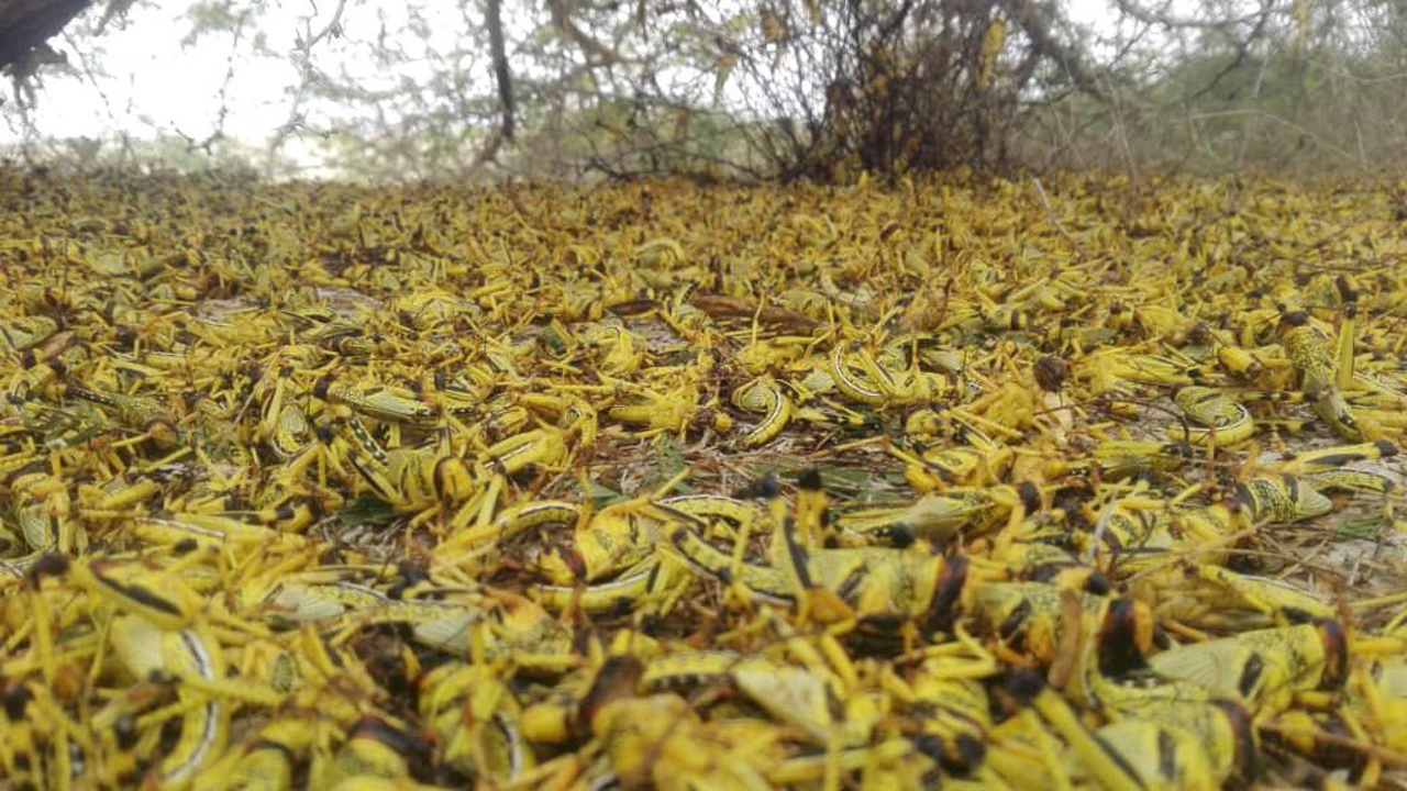 ۳۰ میلیارد ریال برای مبارزه با ملخ در سیستان و بلوچستان هزینه شد