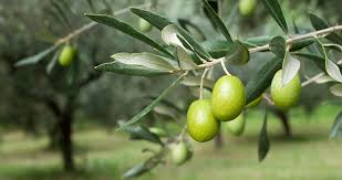 اصلاح ۴ هزار اصله درخت از باغات سنتی زیتون  رودبار برای نخستین بار در کشور
