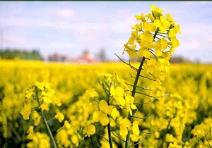 افزایش ۱۰۰ درصدی خرید کلزا از کشاورزان اهواز
