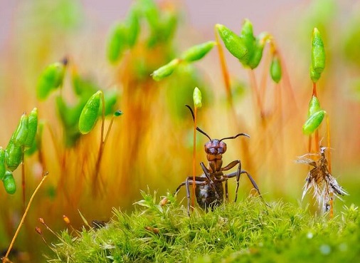 نمای نزدیک ازمورچه + عکس