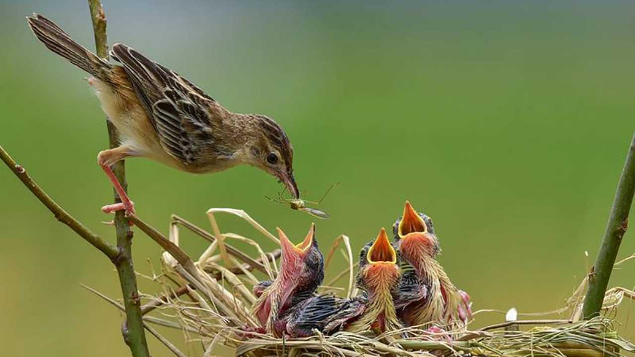 چرا نباید به نوزادان حیوانات وحشی در طبیعت دست بزنیم؟
