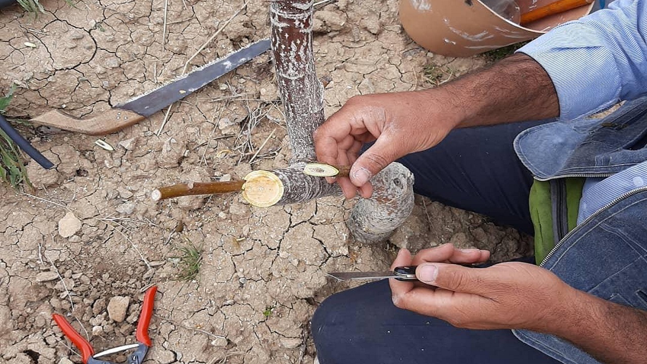 آغاز سرشاخه کاری و پیوند درختان گردو در کوهرنگ