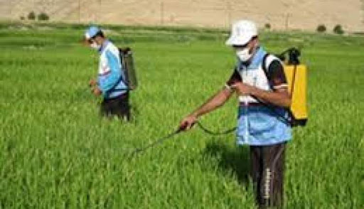 فعالیت‌های گیاه پزشکی جهاد کشاورزی خراسان شمالی برای کاهش بیماری‌های برگی