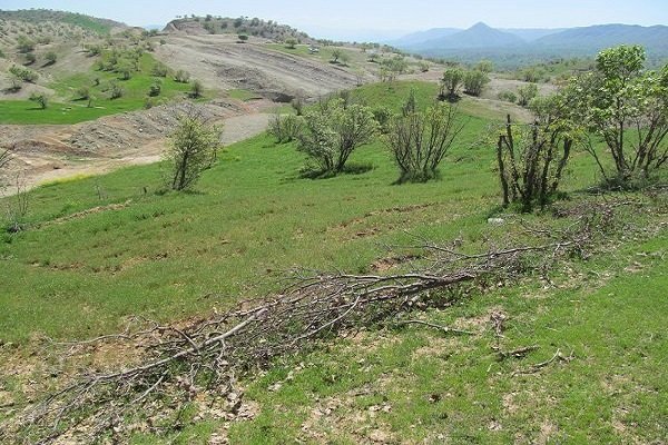 برداشت دسته جمعی گیاهان بهاری ممنوع است