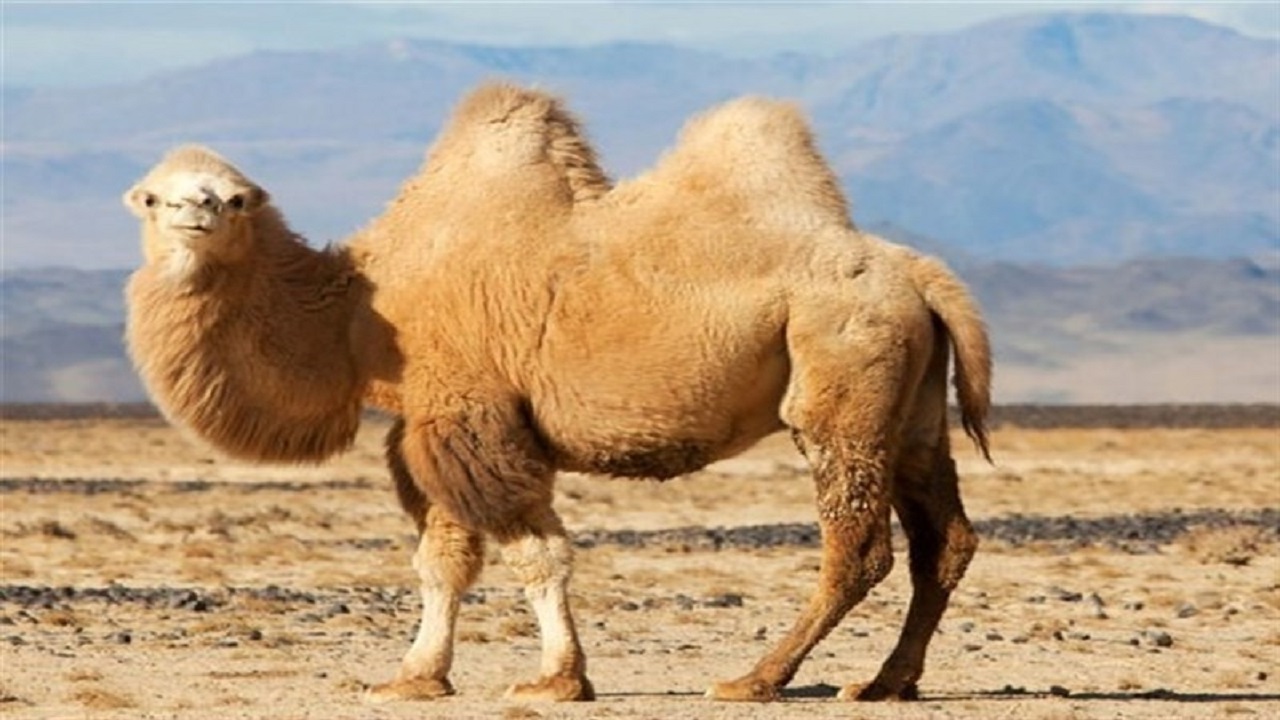 ۱۲ نکته عجیب درباره "شتر"