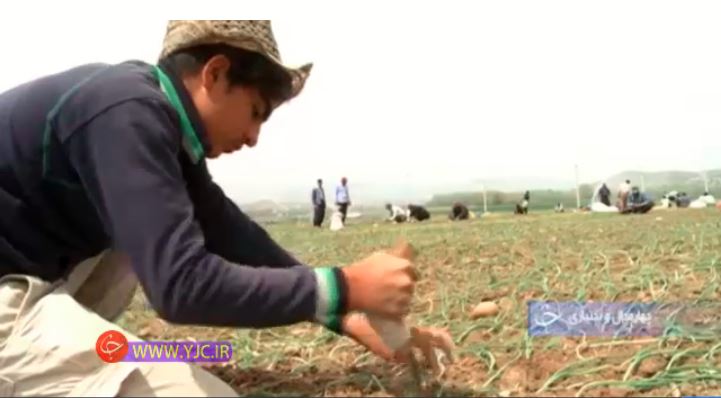 از آغاز کشت بهاره در استان چهارمحال و بختیاری تا دست پر سخاوت طبیعت بالای سر هامون + فیلم