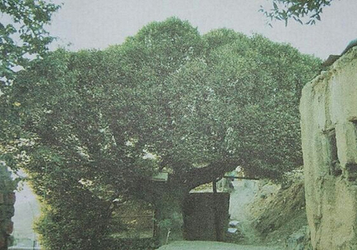 قامتی سبز، شاهد ۱۶۰ ساله تاریخ کلاک/راز مگوی نارون کهن سال قامتی سبز، شاهد ۱۶۰ ساله تاریخ کلاک/راز مگوی نارون کهن سال