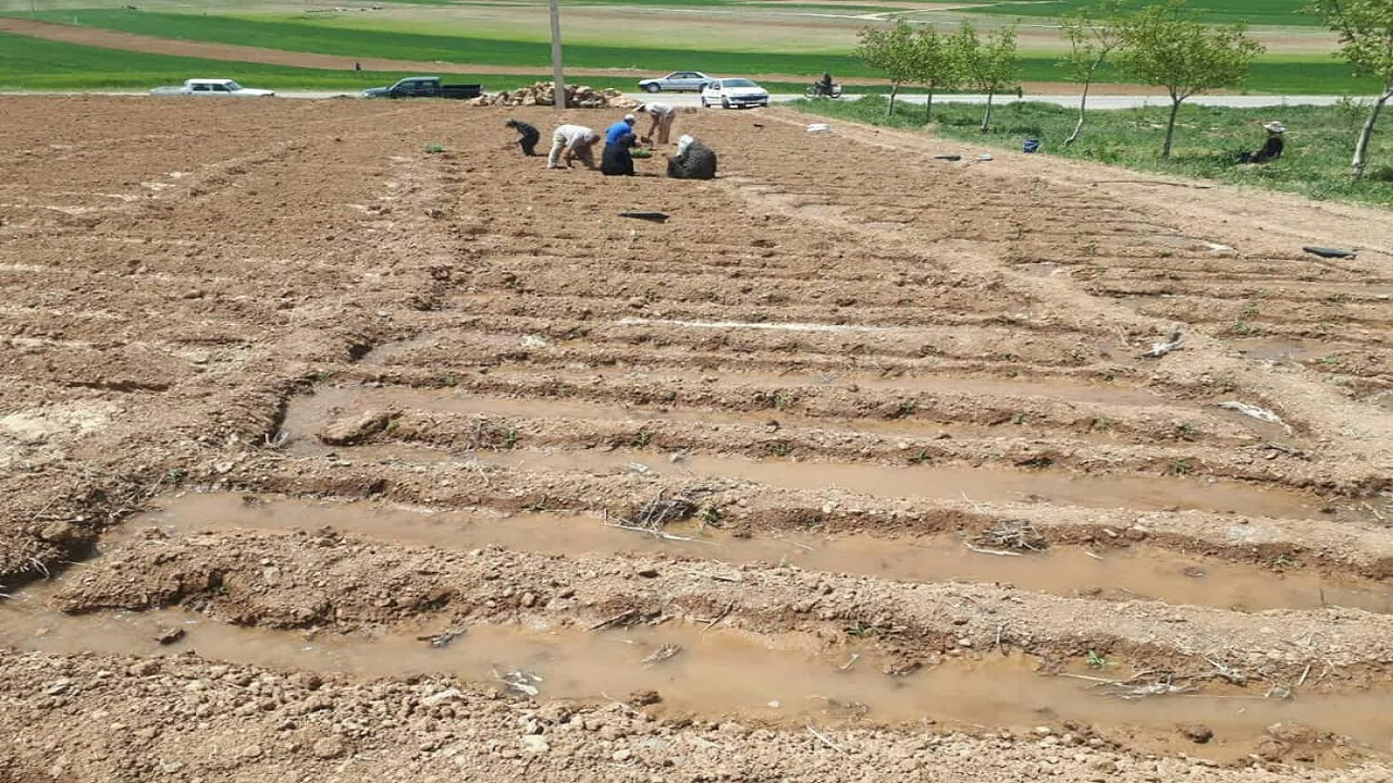 کشت پایلوت گیاهان دارویی در روستای سرتشنیز