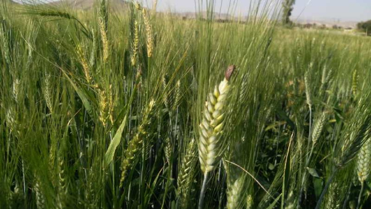 مبارزه با آفت سن مادری در سطح بیش از ۸۰ هزار هکتار از مزارع غلات آذربایجان غربی