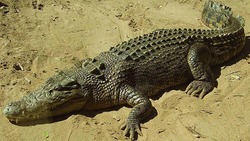 کسب سهمیه المپیک توسط تیم ملی والیبال ایران + فیلم