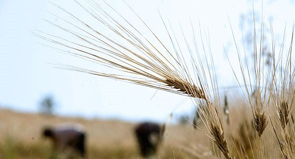 ماجرای قتل دختر بچه رامیانی چه بود؟