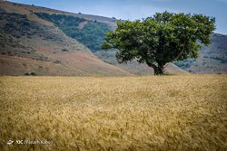 خرید ۸۲۵ هزار تن گندم مازاد بر نیاز کشاورزان
