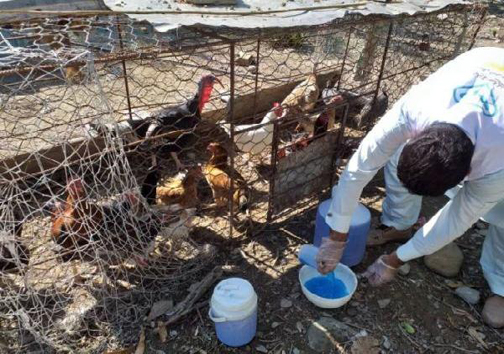 واکسیناسیون نیوکاسل طیور بومی علیه ۸۵ هزار قطعه در شهرستان مهاباد