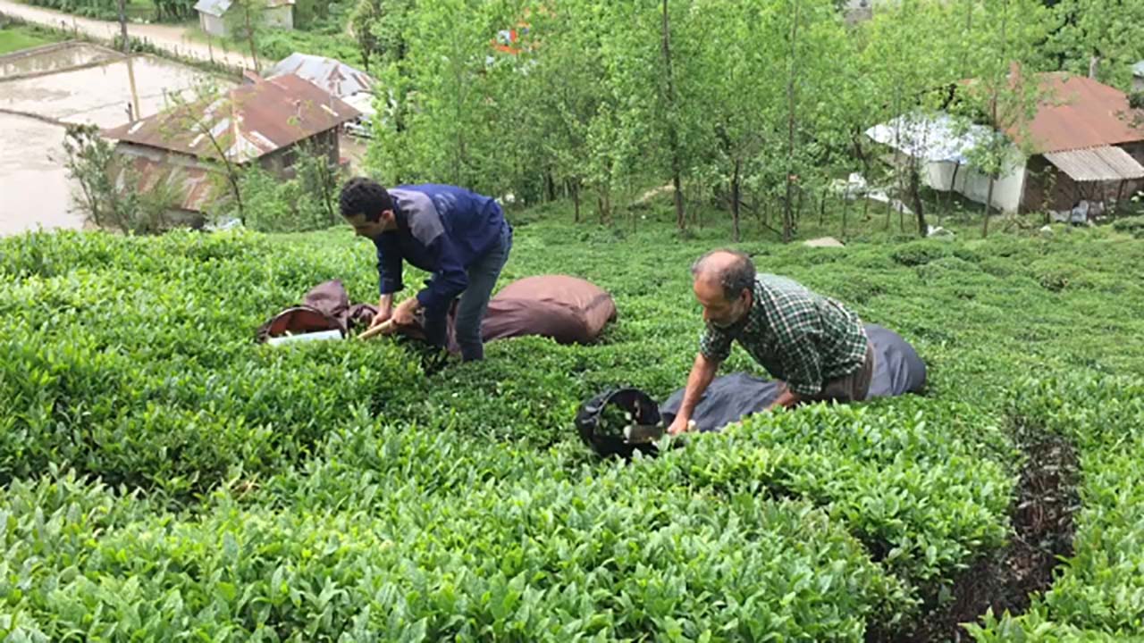 از رزمایش کمک&zwnj;های مومنانه در بابل تا آغاز برداشت چای در قلعه رودخان + فیلم و تصاویر
