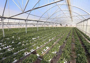 جدیت جهاد کشاورزی کردستان برای توسعه گلخانه‌ها