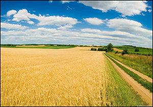 ۳۶۰ هزار تن گندم مازاد بر نیاز از کشاورزان لرستان خریداری می‌شود