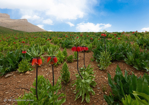 کرونا و مدرسه سازی در مناطق سیل زده خوزستان/