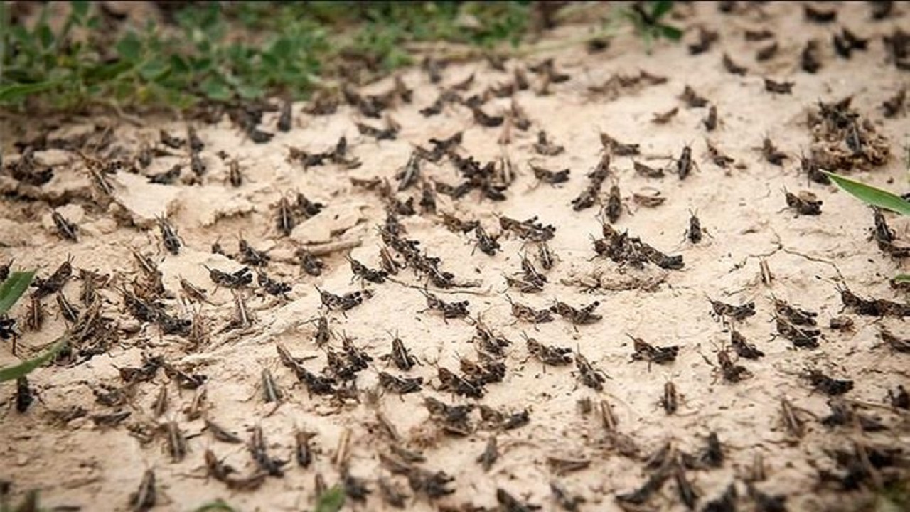 مبارزه با ملخ صحرایی در سیستان و بلوچستان به حدود ۷۲هزار هکتار رسید