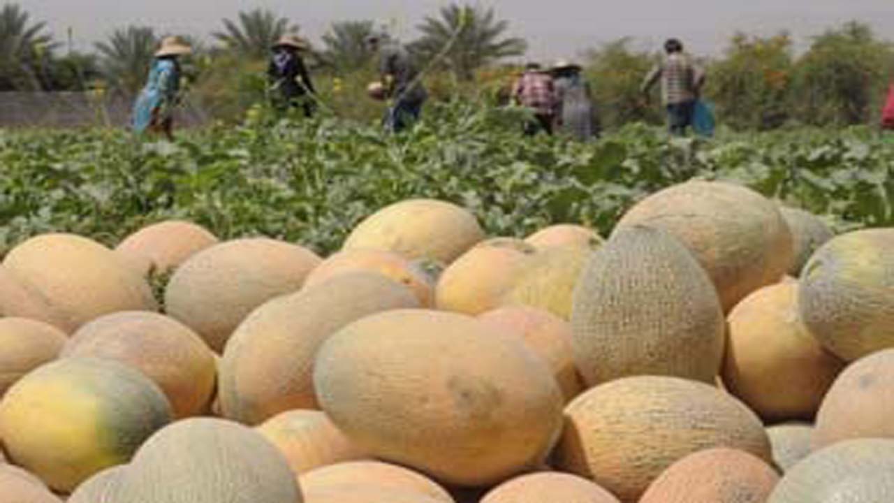 آغاز برداشت شمام از مزارع شهرستان مُهر