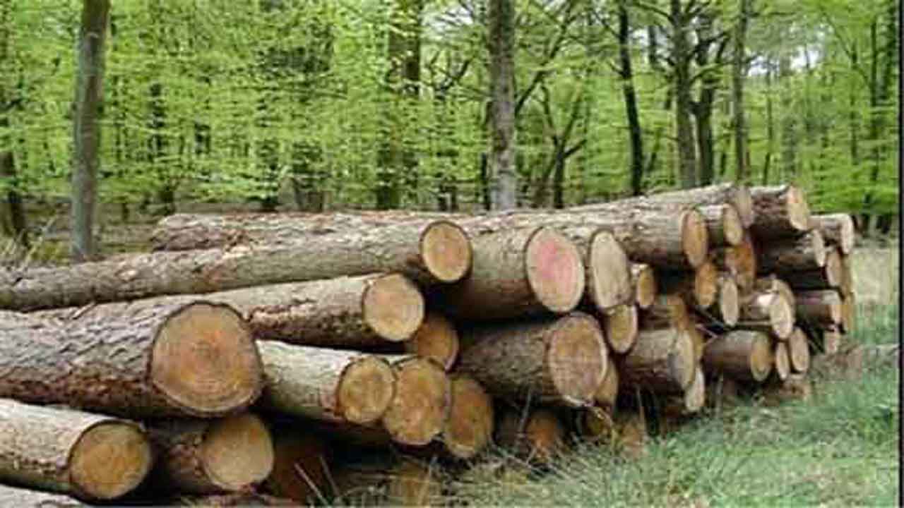 کشف ۴۰ تن چوب آلات جنگلی قاچاق در آمل