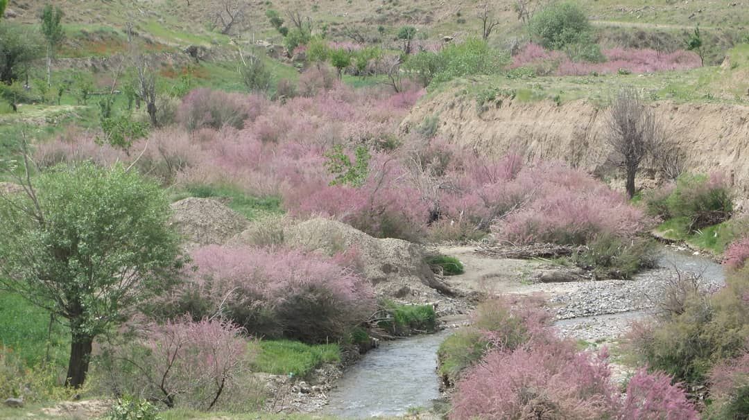 خودنمایی رنگها در طبیعت زیبای بهاری