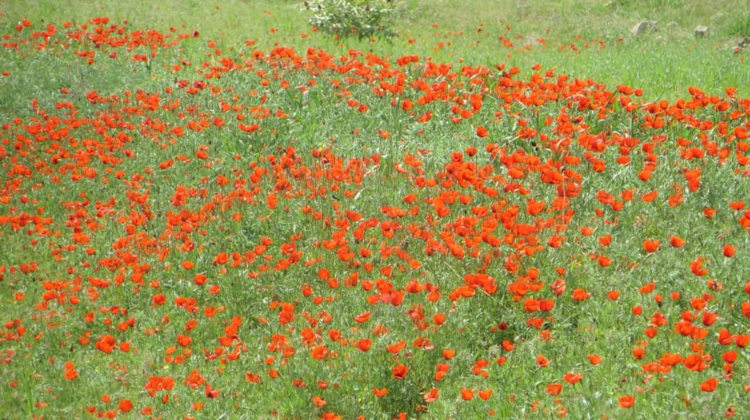 خودنمایی رنگها در طبیعت زیبای بهاری