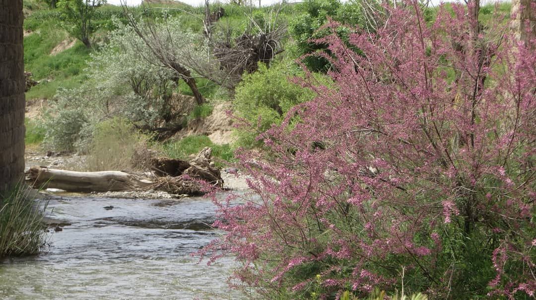 خودنمایی رنگها در طبیعت زیبای بهاری