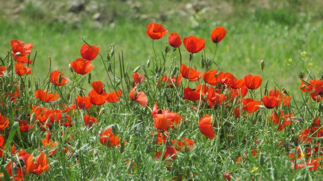 خودنمایی رنگها در طبیعت زیبای بهاری