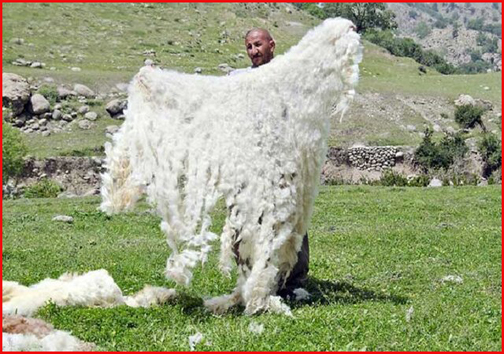 پشم، لباسی بر تن گوسفند که دلالان را پیروز میدان می&zwnj;کند/نگهبانان کوه و دشت در انتظار نگاه مهربان مسئولان